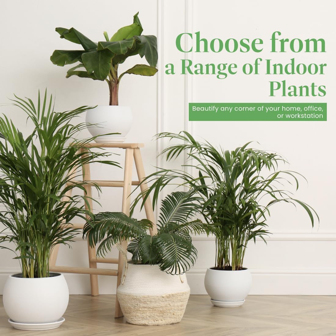 American Plant Exchange Spider Plant – Live Indoor Hanging Houseplant, 8-Inch Hanging Basket – Air-Purifying Chlorophytum Plant for Home, Office, and Indoor Décor