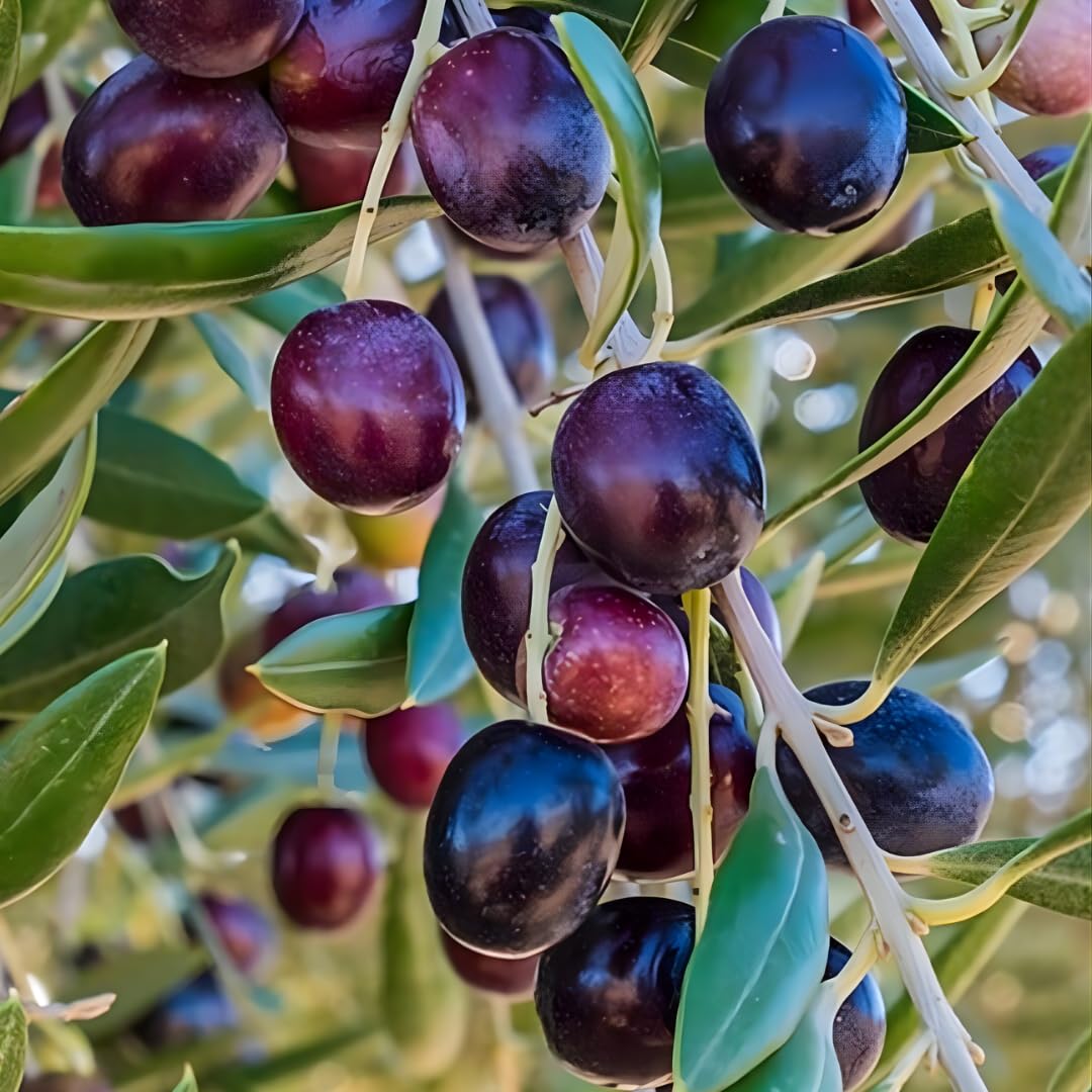 Arbequina Live Olive Tree Plant (2.5–3 Ft Tall), High-Yield, Compact, Drought-Tolerant Olive Tree for Planting Outdoor, No Ship to CA,HI,AK