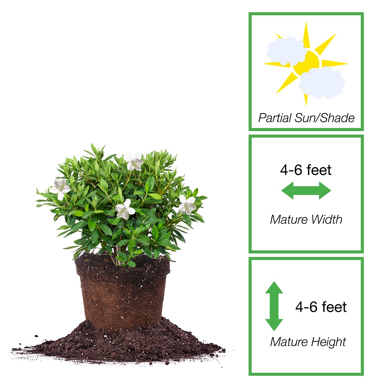 PERFECT PLANTS GG Gerbing Azalea Bush | 1 Gal. Pot | Large White Blooms | Southern Staple