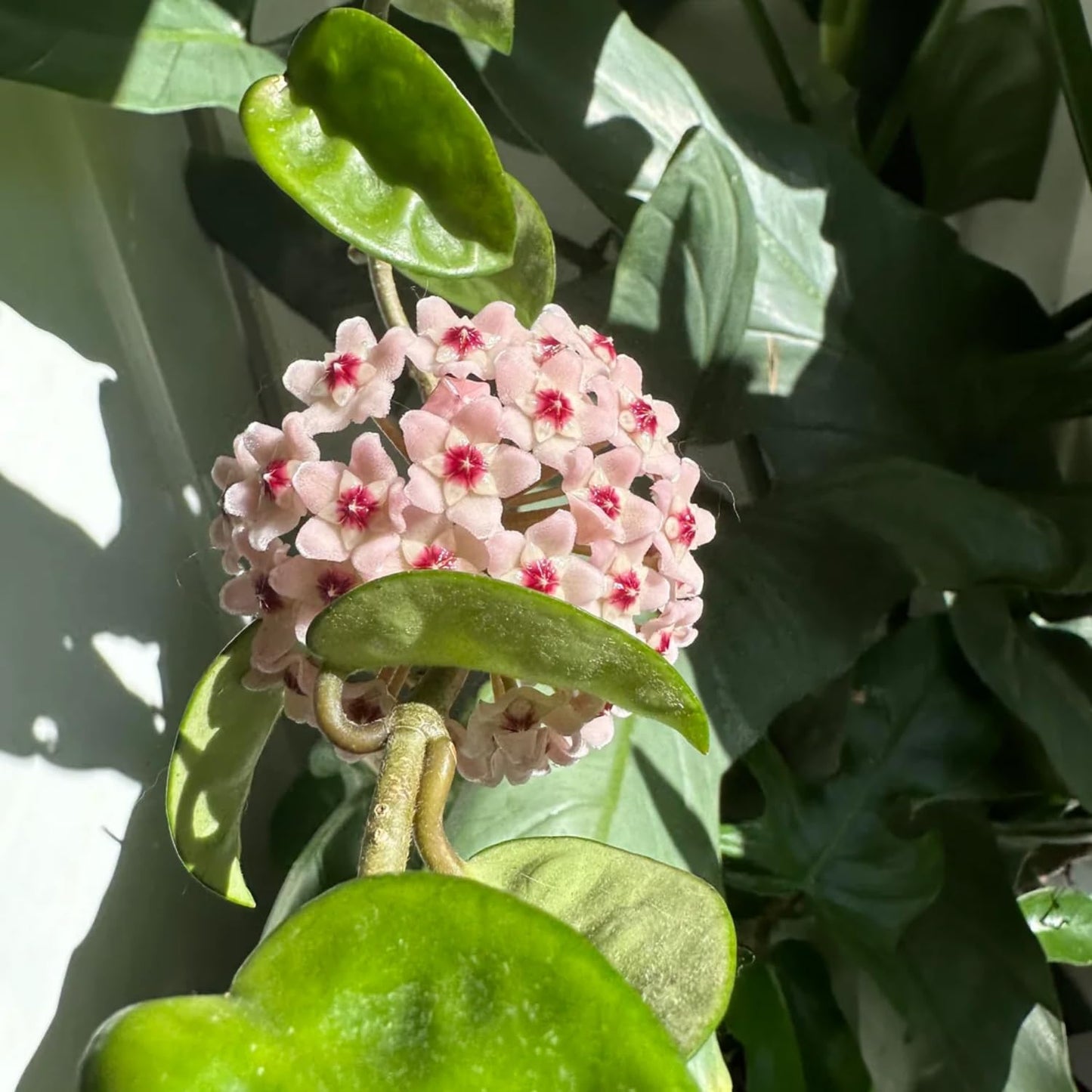 Hoya Plant, Hoya Live Plant, Rare Hoya House Plant Live 4 to 7 Inches Height, No Pot, Vine Hoya Plant