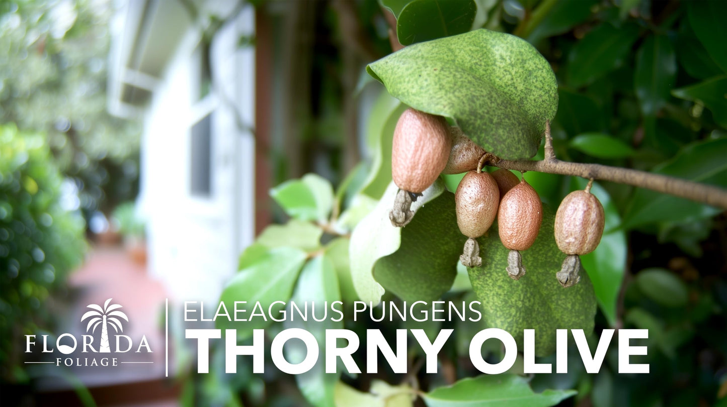 Elaeagnus Pungens I 30 Live Plants I Thorny Olive I Hardy Evergreen Shrub with Fragrant Blooms, Perfect for Hedges, Screening & Ornamental Garden Display