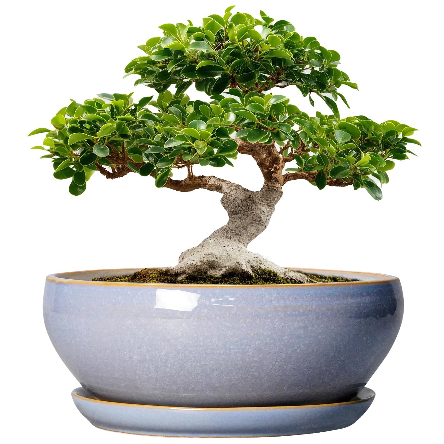 SQOWL 12 Inch Bonsai Pots - Shallow Ceramic Planter for Indoor Plants Outdoor, Large Succulent Pots with Drainage Hole and Saucer, Round Planter Bowl, Porch Decor, Gifts for Plant Lover, Blue