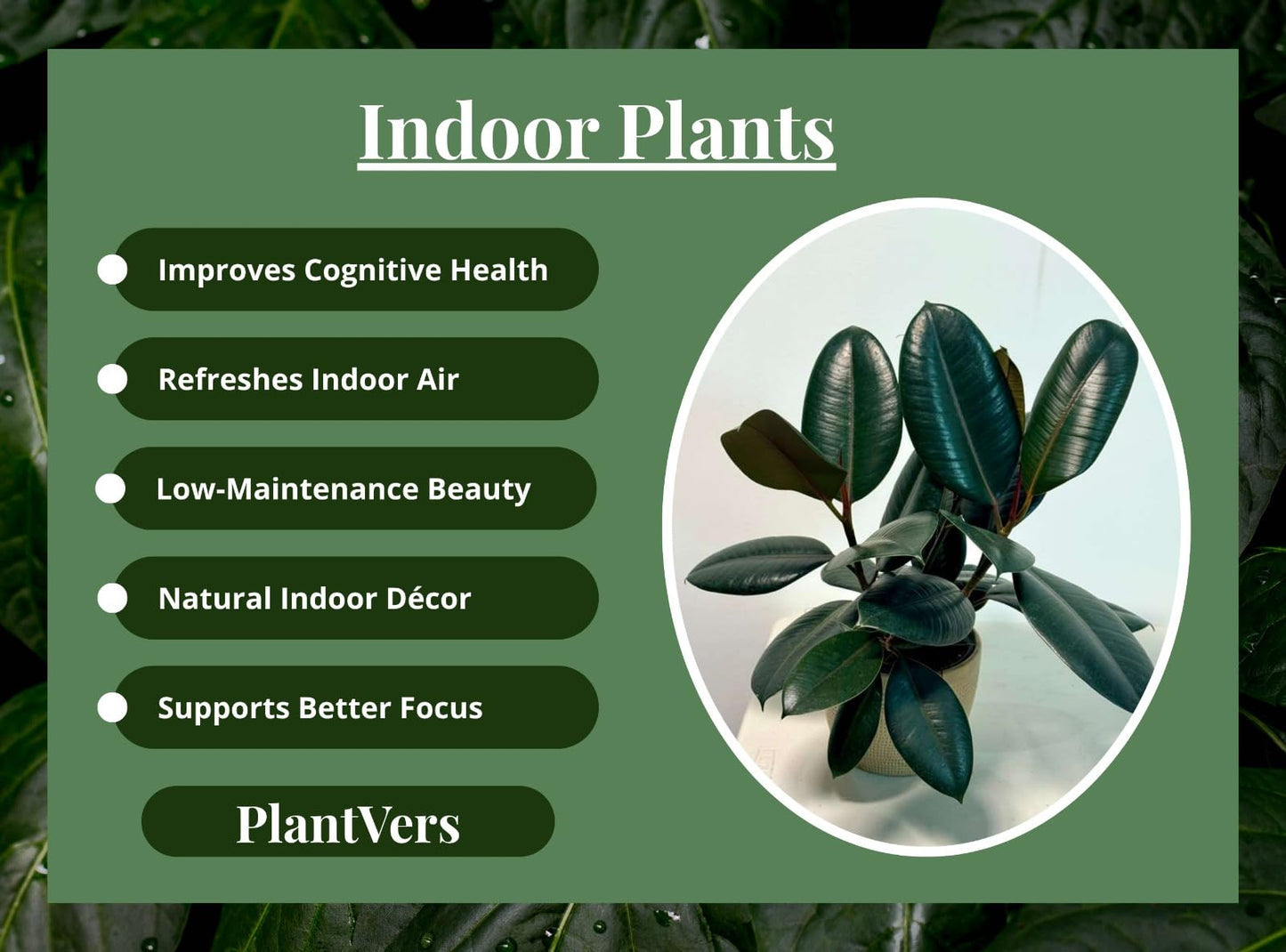 PLANTVERS Ficus Elastica ‘Burgundy’ Live Plant in 6" Grow Pot - Burgundy Rubber Tree – Low-Maintenance Indoor Houseplant | Air-Purifying Indoor Plant