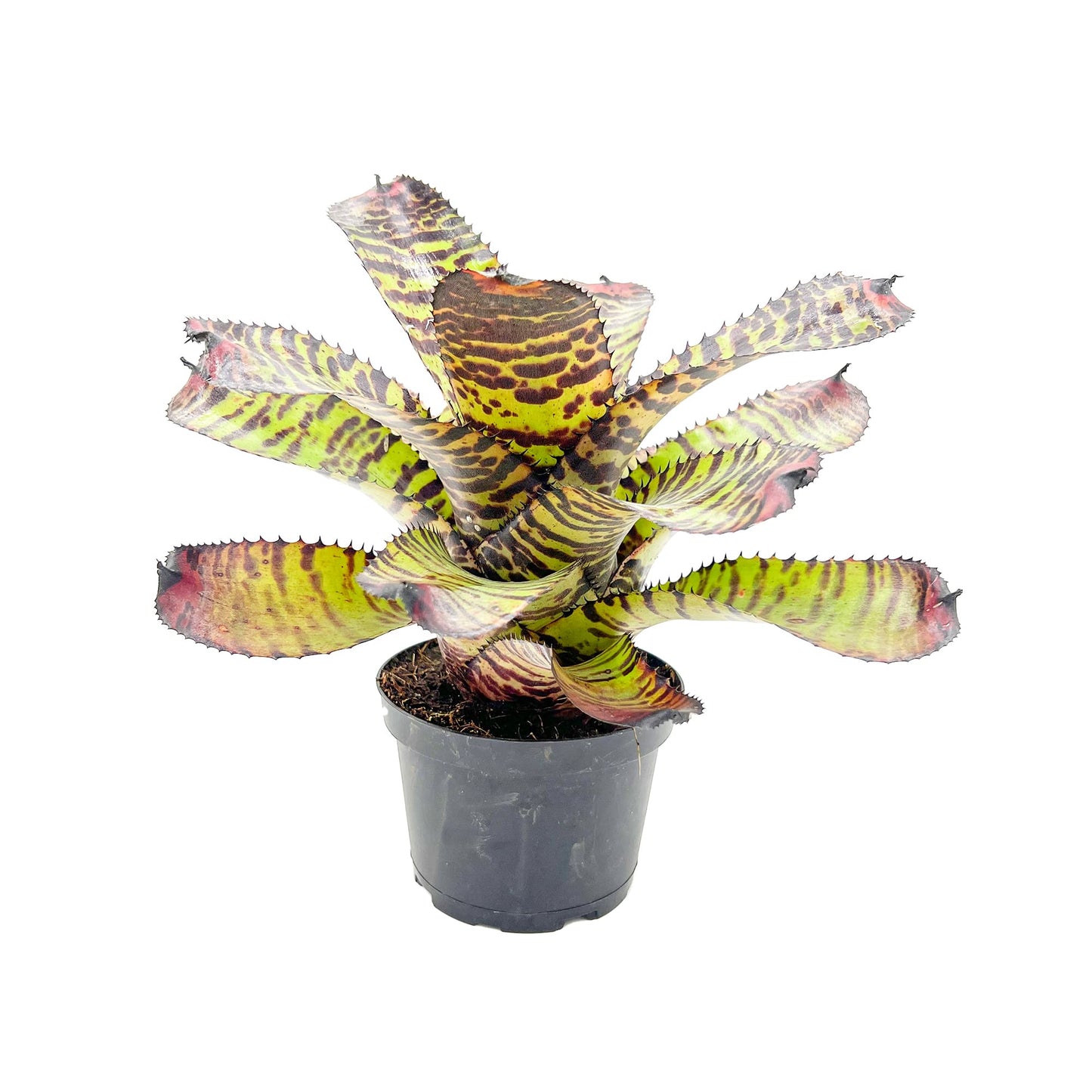 ragnaroc Live Plants – Bromeliad Neoregelia Dragon, 8-12" in 6" Pot - 1ct - Live Arrival Guaranteed - House Plants for Home Decor & Gift