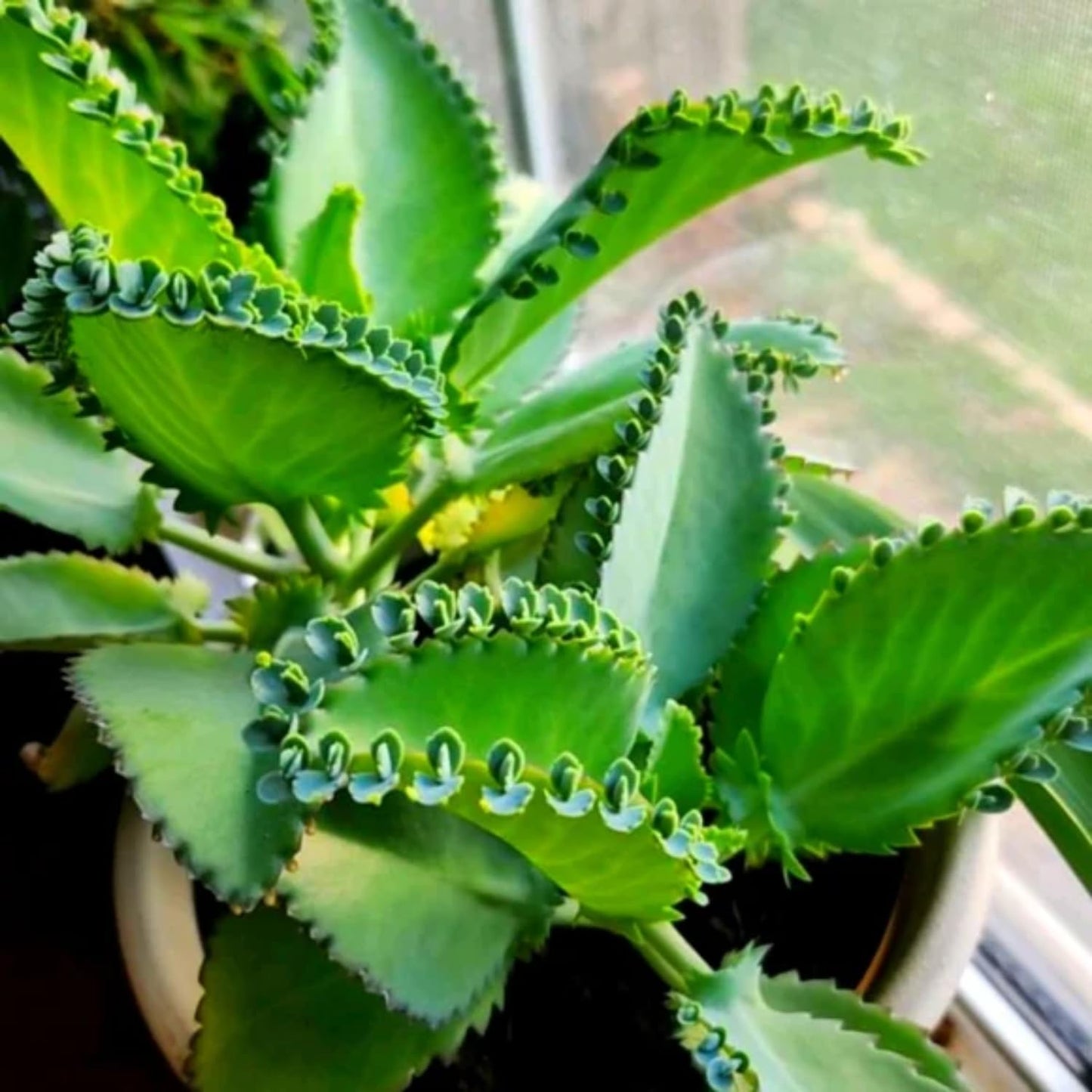 Mothers of Thousands Kalanchoe Live Plant 3 to 5 Inc Tall Starter, Kalanchoe Succulent, in Pot