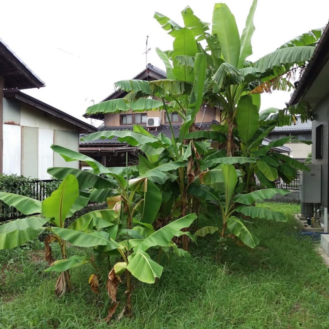 Banana Trees Live Plants from 4 to 6 Inc Long, Grand Nain Banana Plants Live for Planting Gardening Outdoor and Indoor, 1 Plant