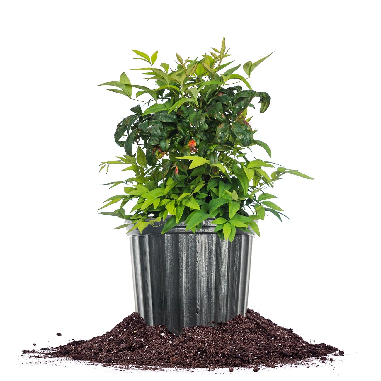 PERFECT PLANTS Firepower Nandina 1 Gal. Pot | Heavenly Bamboo | Low Maintenance | Eye Catching Green and Blush Pink Foliage