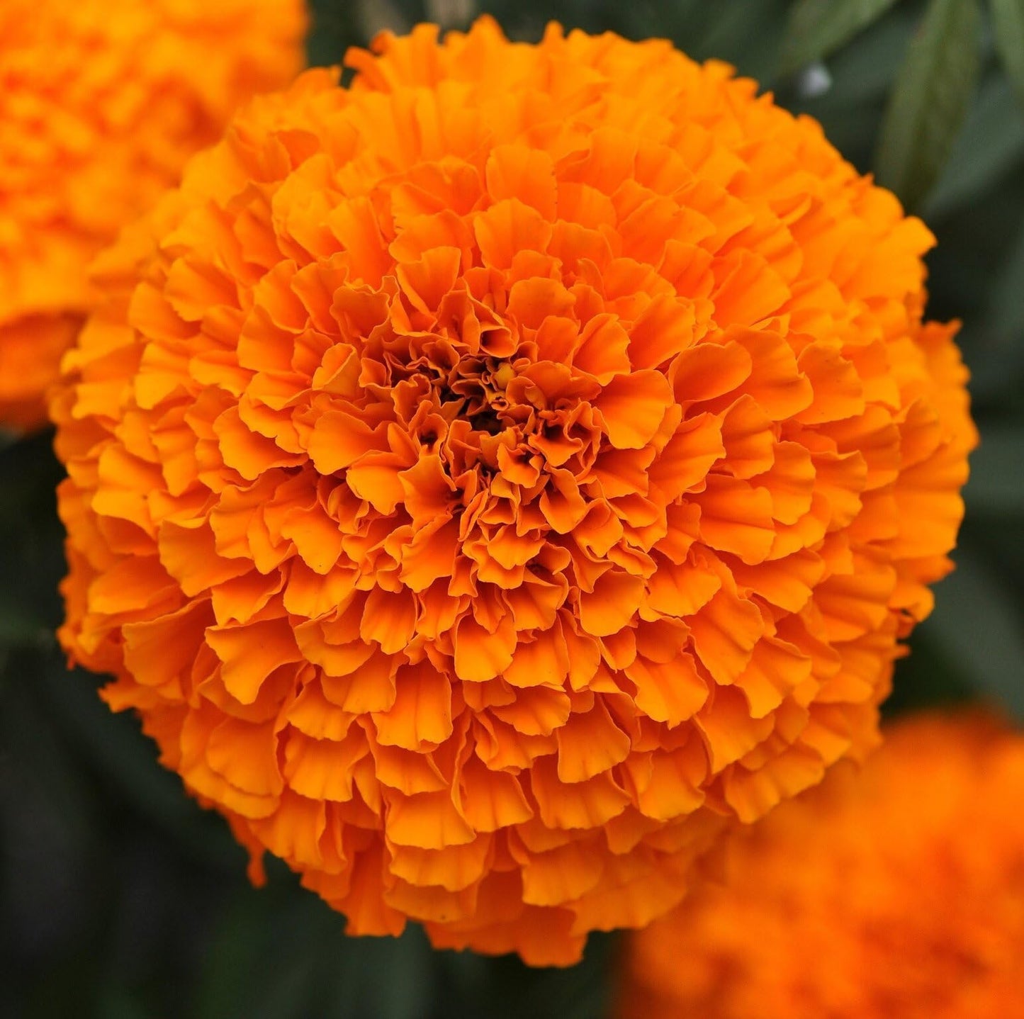 Pack of 3 Live African Marigold Plants, 4-Inch Pots, Golden Orange Blooms, Outdoor, California Delivery