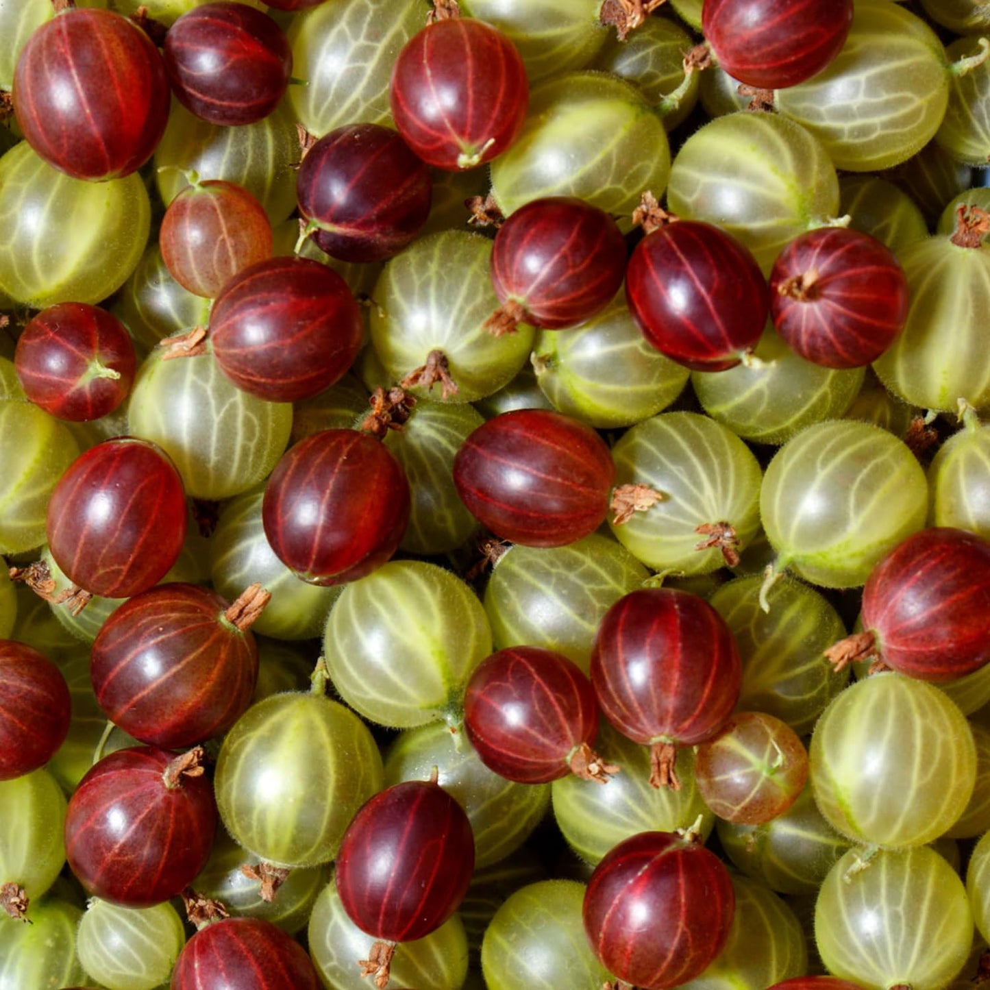 Gooseberry Plant Live, 5-9 Inc Tall, Sweet Gooseberry Bush Live Plant Well Rooted, Berry Plant Live for Planting
