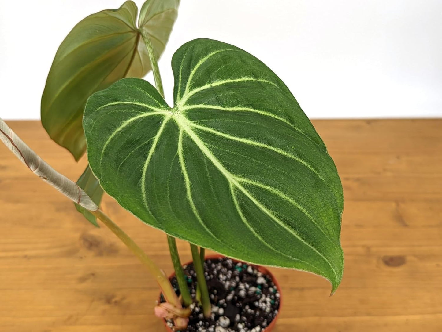 Philodendron Gloriosum 'Zebra | Live Plant for Indoor & Outdoor | for Living Room, Office, Bathroom | (4" Pot)