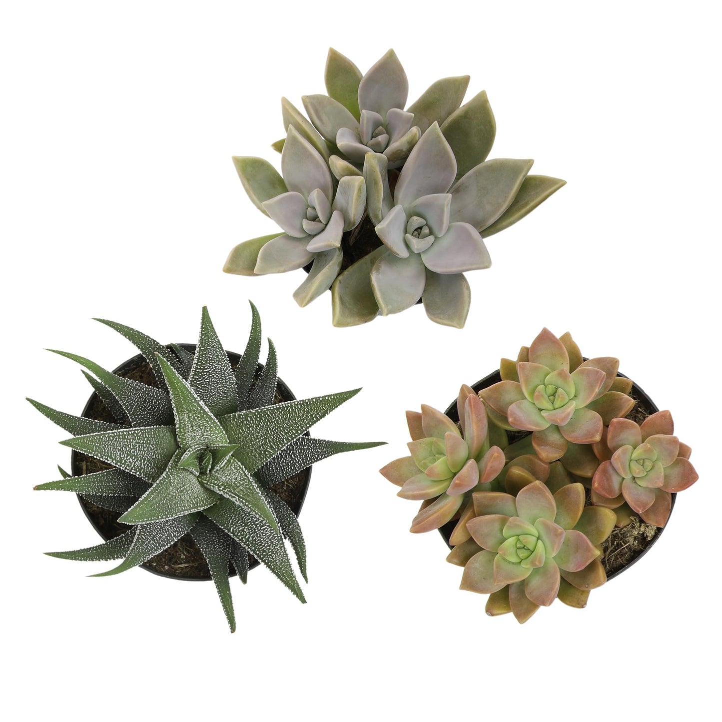 Altman Plants Pet Friendly Plant Pack (3PK) Real Succulents, Pet Safe Plants & Succulent Plants, Live Succulents, Pet Friendly Plants, Live Plants & House Plants in 3.5" Pots with Succulent Soil Mix