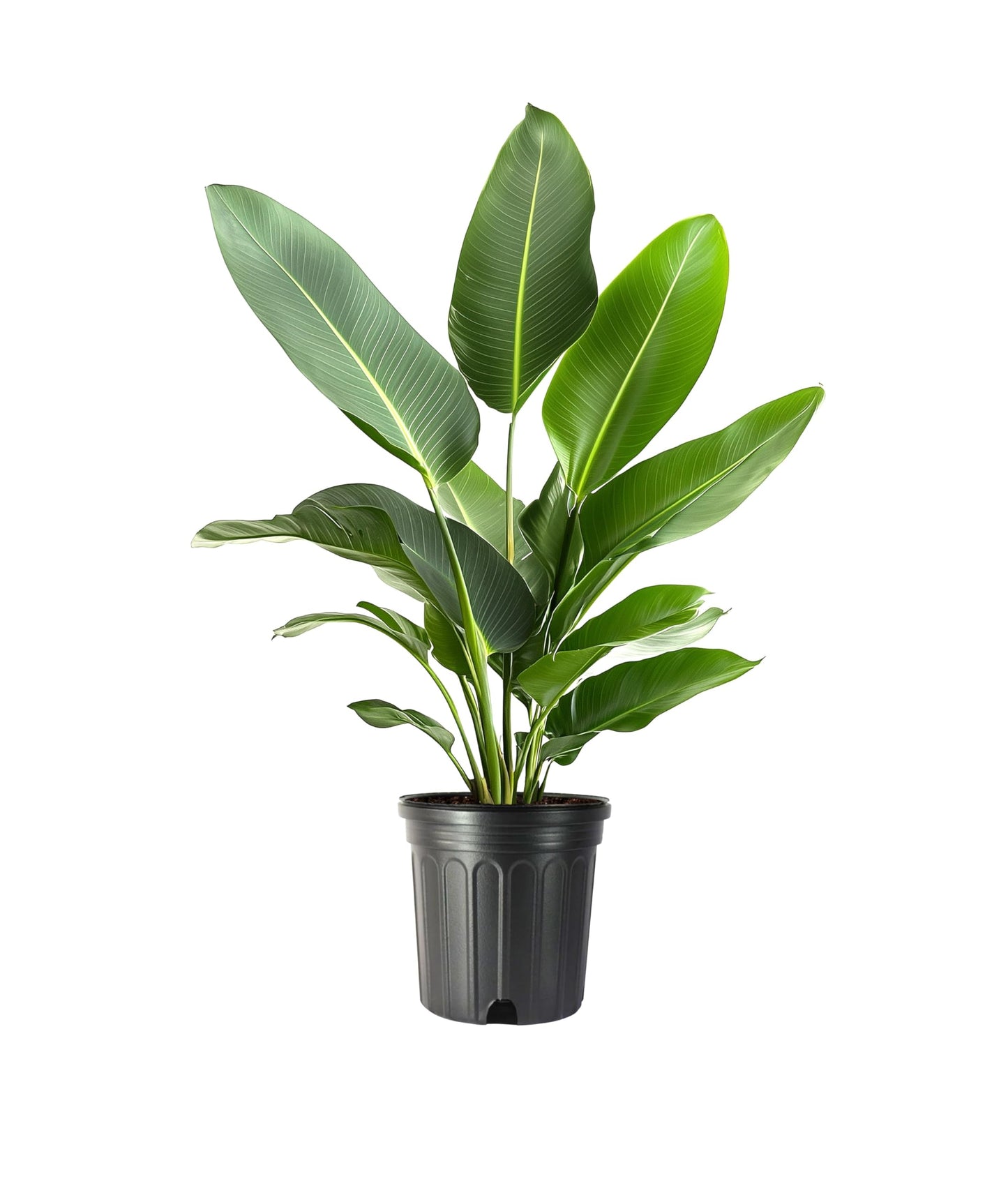 Bird of Paradise - White | Large Trade Gallon Size Plant | Strelitzia Reginae | Tropical House Decor, Indoor Foliage, Exotic Houseplant, Easy Care, Fast Growing, Flowering Accent, Unique Leaves