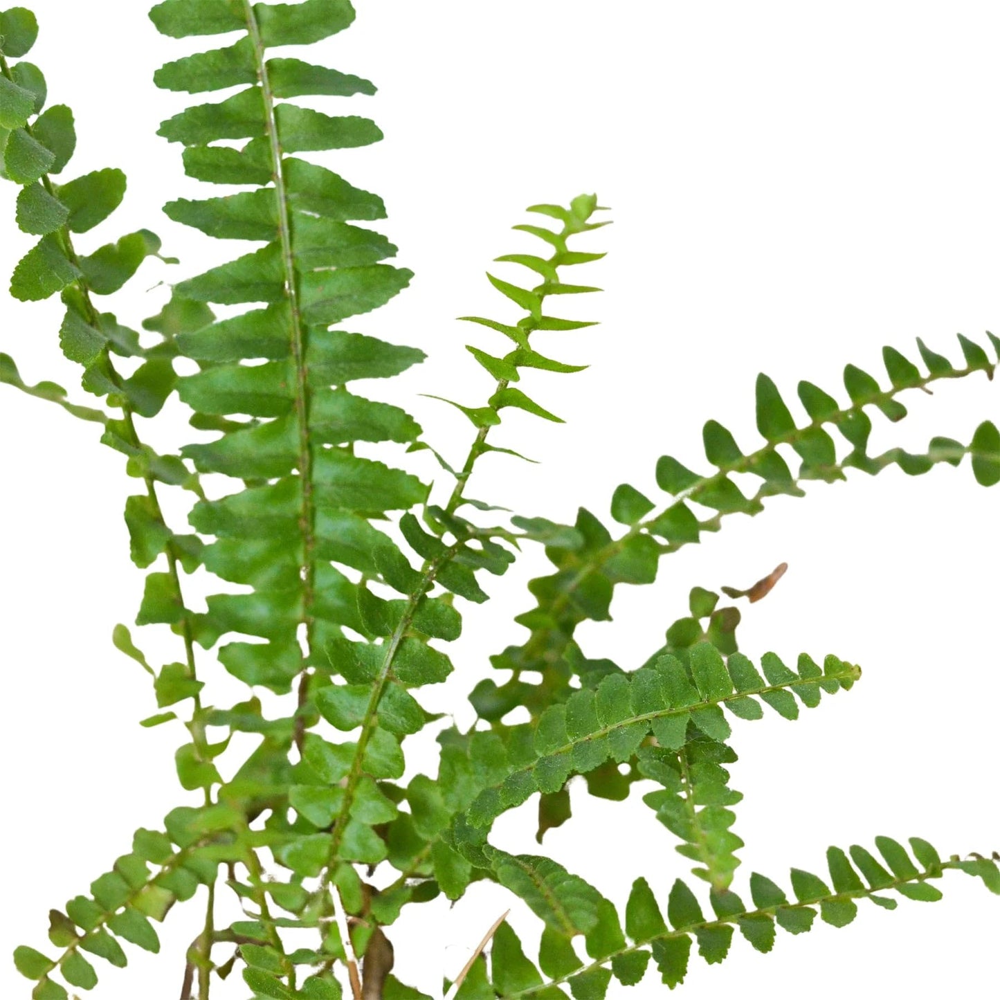 Jester's Crown Fern | Live Plant for Indoor & Outdoor | for Living Room, Office, Bathroom | (6" Pot)