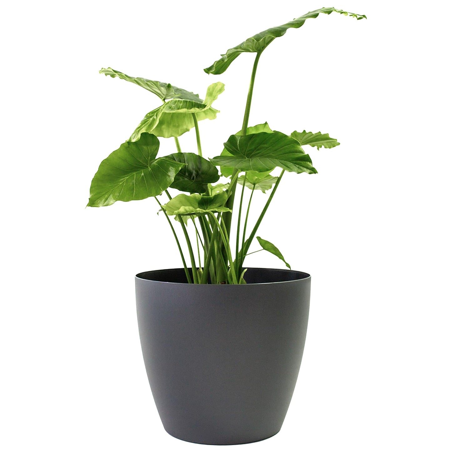 Greenline Manufacturing Memphis 15" Round Indoor Floor Planter Pot – Lightweight & Durable Plastic, Modern Design, Made in USA, Recyclable Large Plant Container for Home & Office Décor (Charcoal Meta