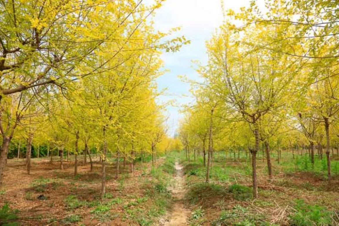 2 Siberian Elm Trees - 10-18" Tall Live Plants - Fast Growing Tree Seedlings - Ulmus pumila - (2 Pack)