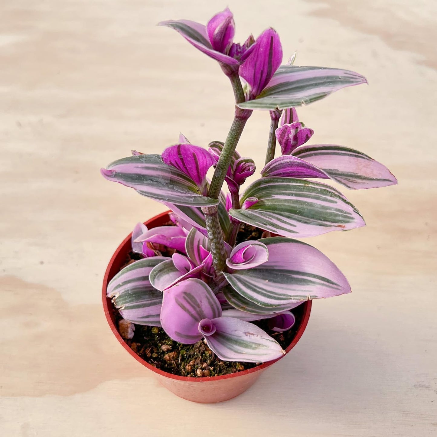 Sprout N Green Tradescantia Nanouk, Rare Pink Live Succulent Fully Rooted in 4" Pot, Trailing Houseplant for Indoor Outdoor Home Office Wedding Hanging Decor, Keep Away from Pets, Easy to Care