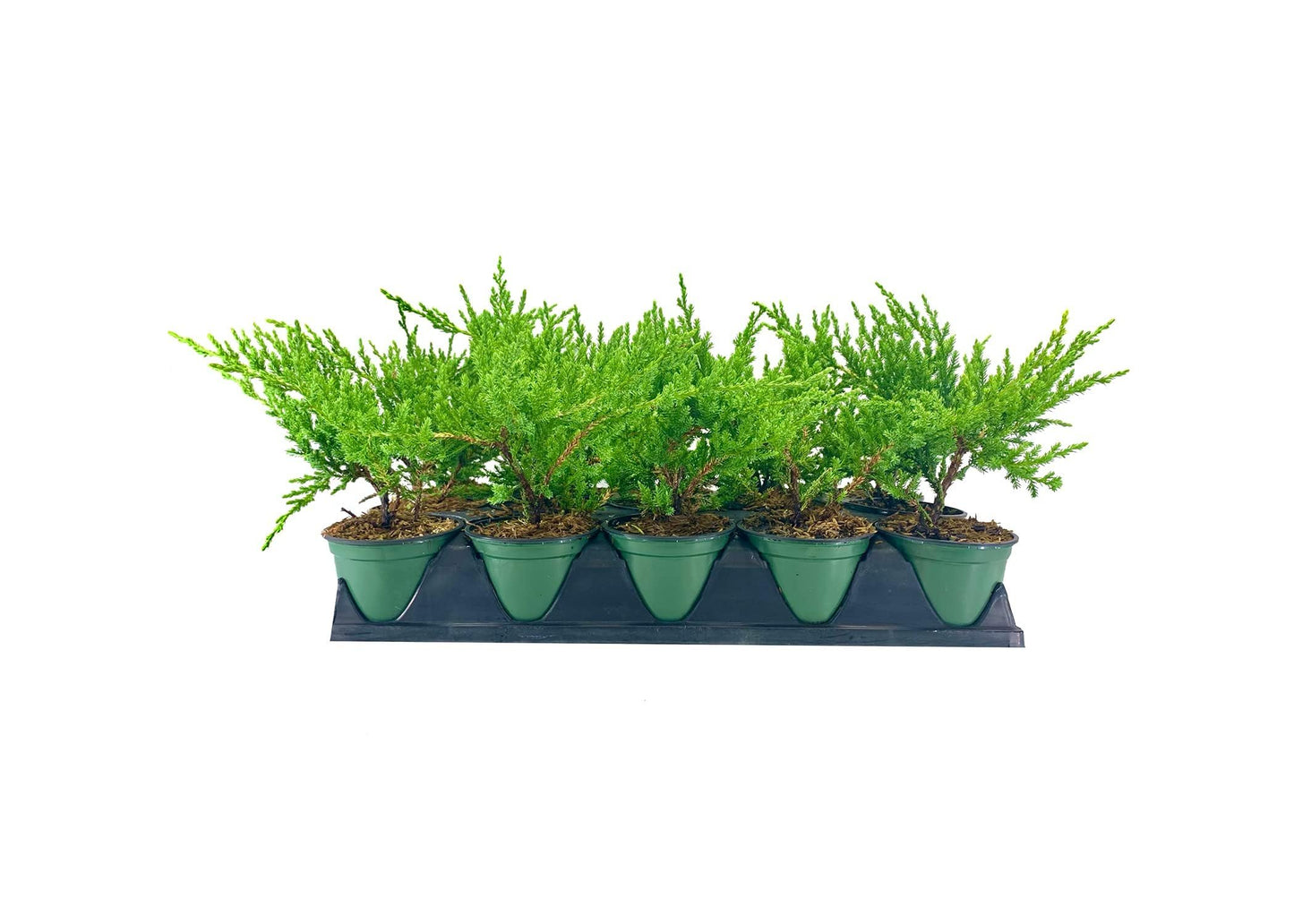 Green Sargent Juniper | 3 Live 4 Inch Pots | Juniperus Chinensis | Drought Tolerant Cold Hardy Evergreen Groundcover Plants