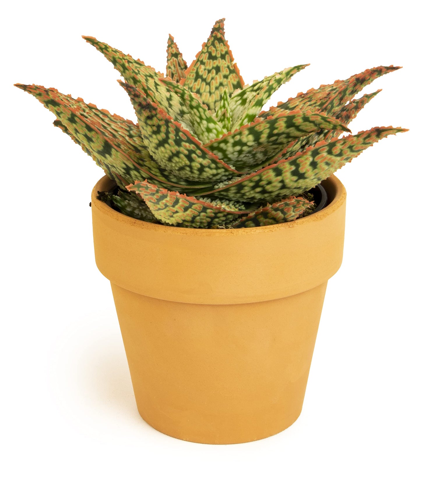 Live Aloe Plant Succulents, Star Aloe Plants Live in Clay Pots for Plants, Succulents Plants Live in Potting Soil, Potted Succulents Live Plants, Cactus Plants Live Succulent Plants by Plants for Pets