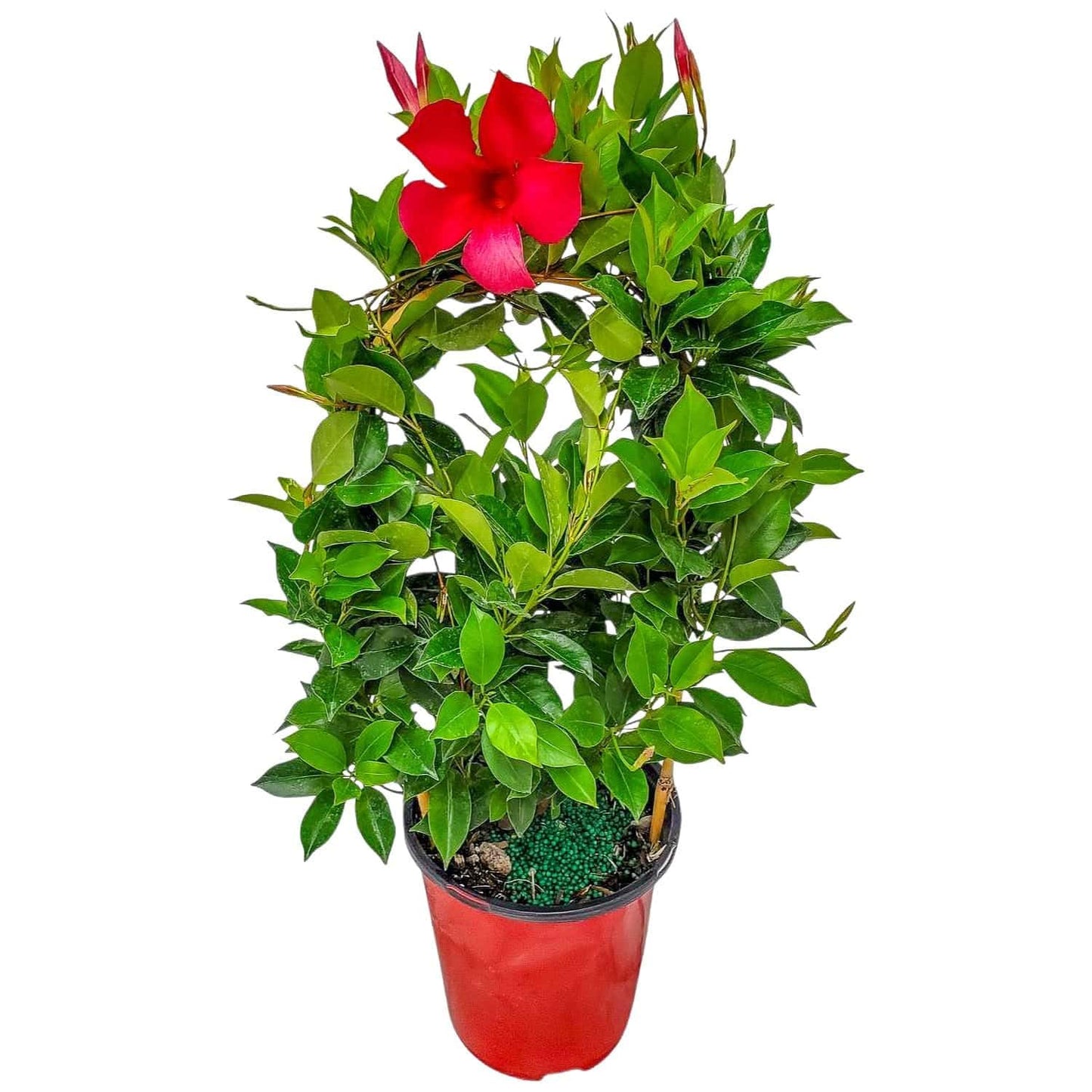 Tropical Plants of Florida Red Dipladenia Trellis Live Plant - 1 Gallon 18 to 20 Inch Tall Tropical Flowering Vine Hoop Support Indoor Outdoor Patio Plant