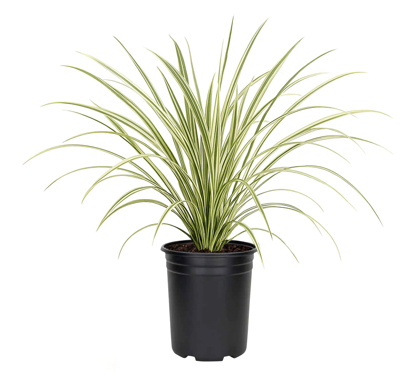Variegated Liriope | 12 Quart Size Plants | Liriope Muscari | Ground Cover, Ornamental Grass, Shade Tolerant, Low Maintenance, Evergreen Foliage, Border Accent, Drought Tolerant, Perennial Beauty