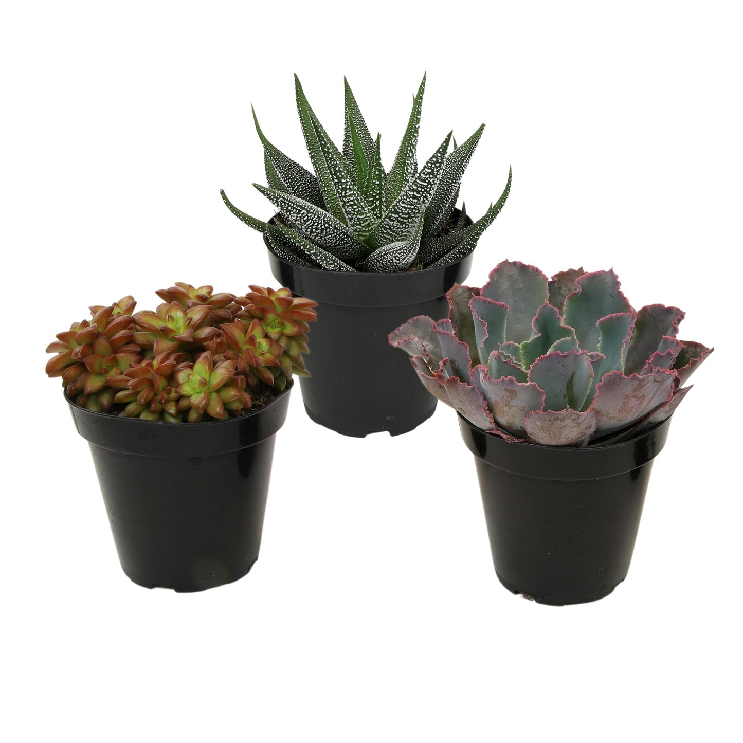 Altman Plants Pet Friendly Plant Pack (3PK) Real Succulents, Pet Safe Plants & Succulent Plants, Live Succulents, Pet Friendly Plants, Live Plants & House Plants in 3.5" Pots with Succulent Soil Mix