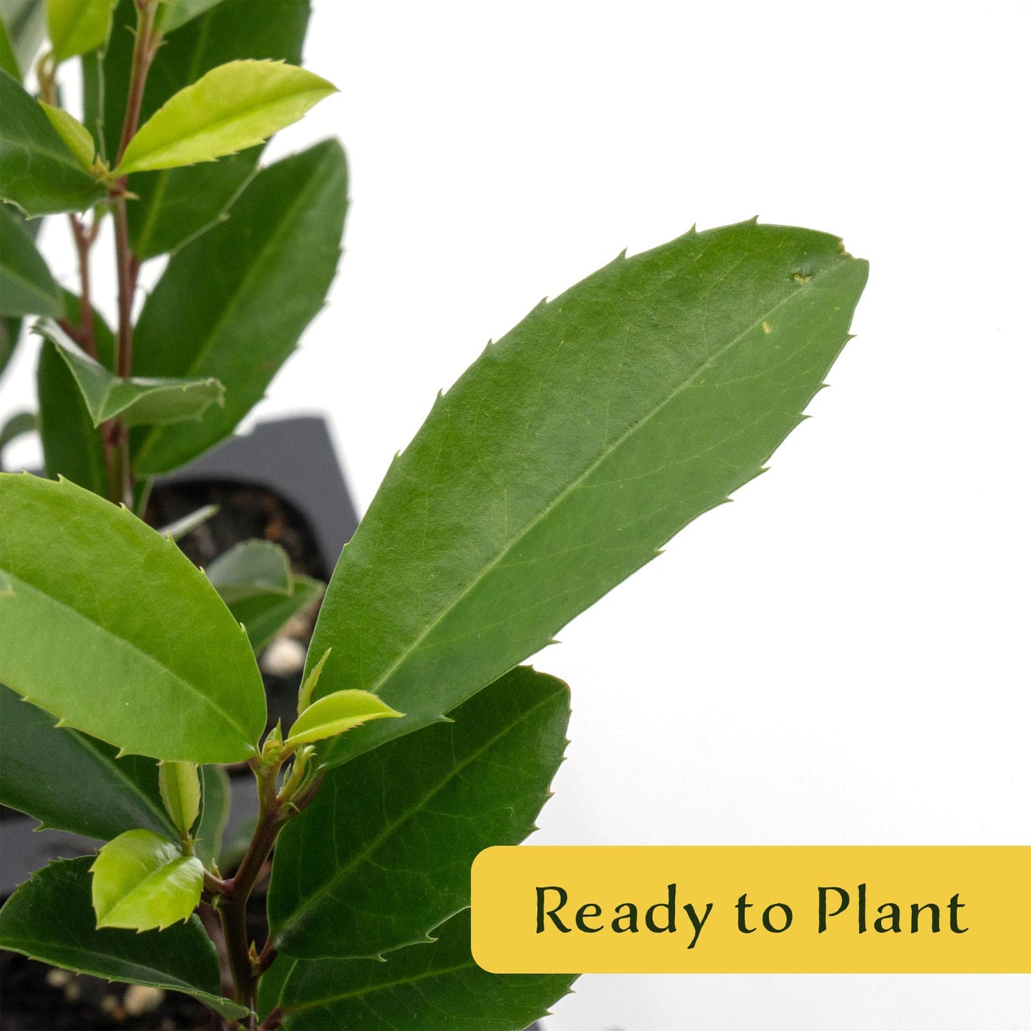 12 Carolina Cherry Laurel in 2.5” Nursery Cubes (Prunus caroliniana) | Evergreen Screening Shrub or Small Tree for Hedges, Borders & Wildlife | Ready-to-Plant Live Starter Plants