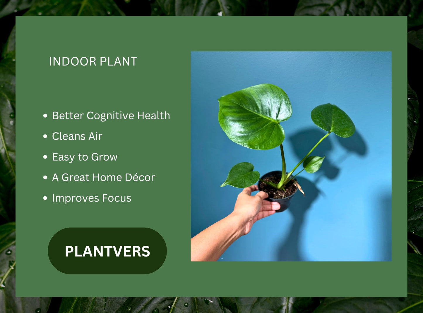 PLANTVERS Live Monstera Deliciosa in a Nursery Pot | Tropical Air Purifying Indoor Plant | Low Maintenance Large Leaf Houseplant | Easy Care Home or Office Décor Plant (2" Grow Pot)