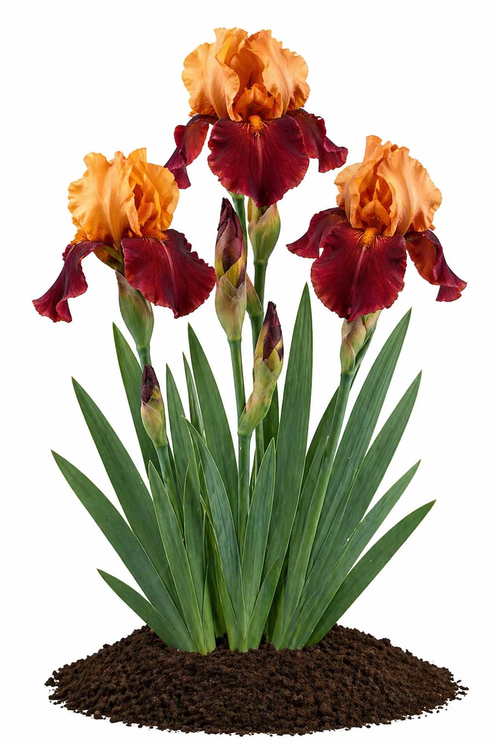 Votaniki Iris Howard Weed Tall Bearded Iris Rhizome Apricot Yellow Red Flowers Spring Bloom Garden Borders Full Sun Outdoor Planting Perennial (Pack of 3)