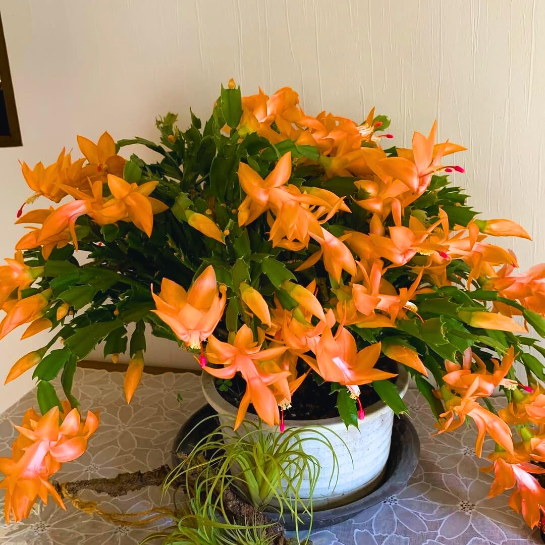 Orange Christmas Cactus Plant Live Christmas Cactus, Holiday Cactus Live Plant Pot, Houseplant, 5 to 7 Inc Tall