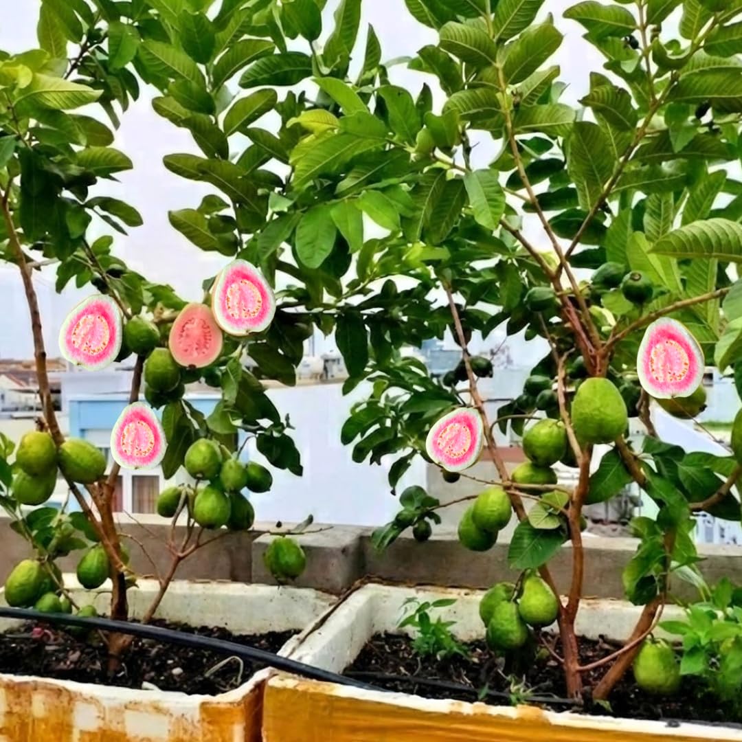 3 Years Old Pink Guava Tree 2 Feet Tall Well-Rooted, Fruiting Airlayered for Planting, Grafted Guava Trees Live Plant