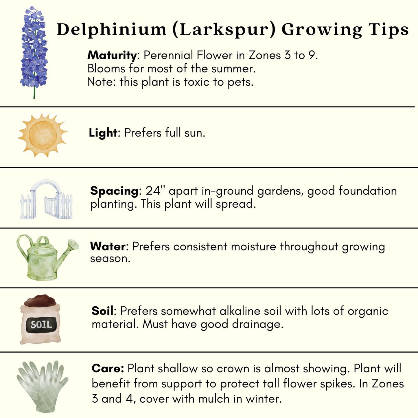 Clovers Garden Delphinium Magic Fountains (Larkspur) Plants – Two (2) Live Plants – Non-GMO - Not Seeds - Each 4" to 8" Tall – in 4" Inch Pots – Large Flower Spikes