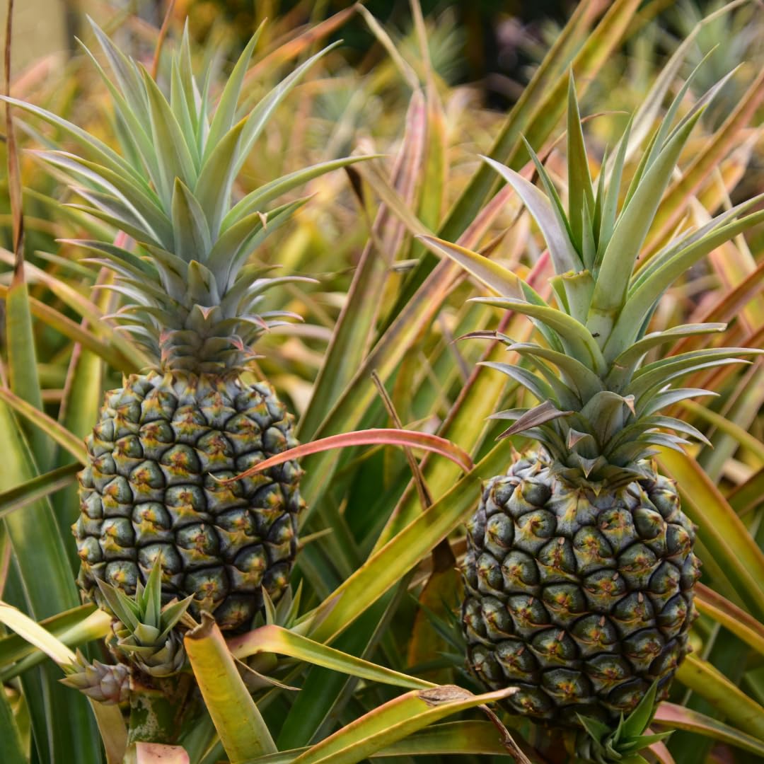 Set of 2 Live Elite Gold Pineapple Plants, 4–7 Inches Tall, Tropical Fruit Plants, Well-Rooted, Ready to Grow, Suitable for Outdoor Garden or Containers