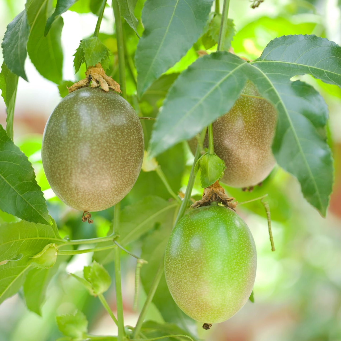 Purple Passion Fruit Plant Live, 5 to 8 inch Tall Passiflora Passion Fruit Plant for Outdoors Garden, Perennial Fruits Climbing Vine Starter Plants Without Pot