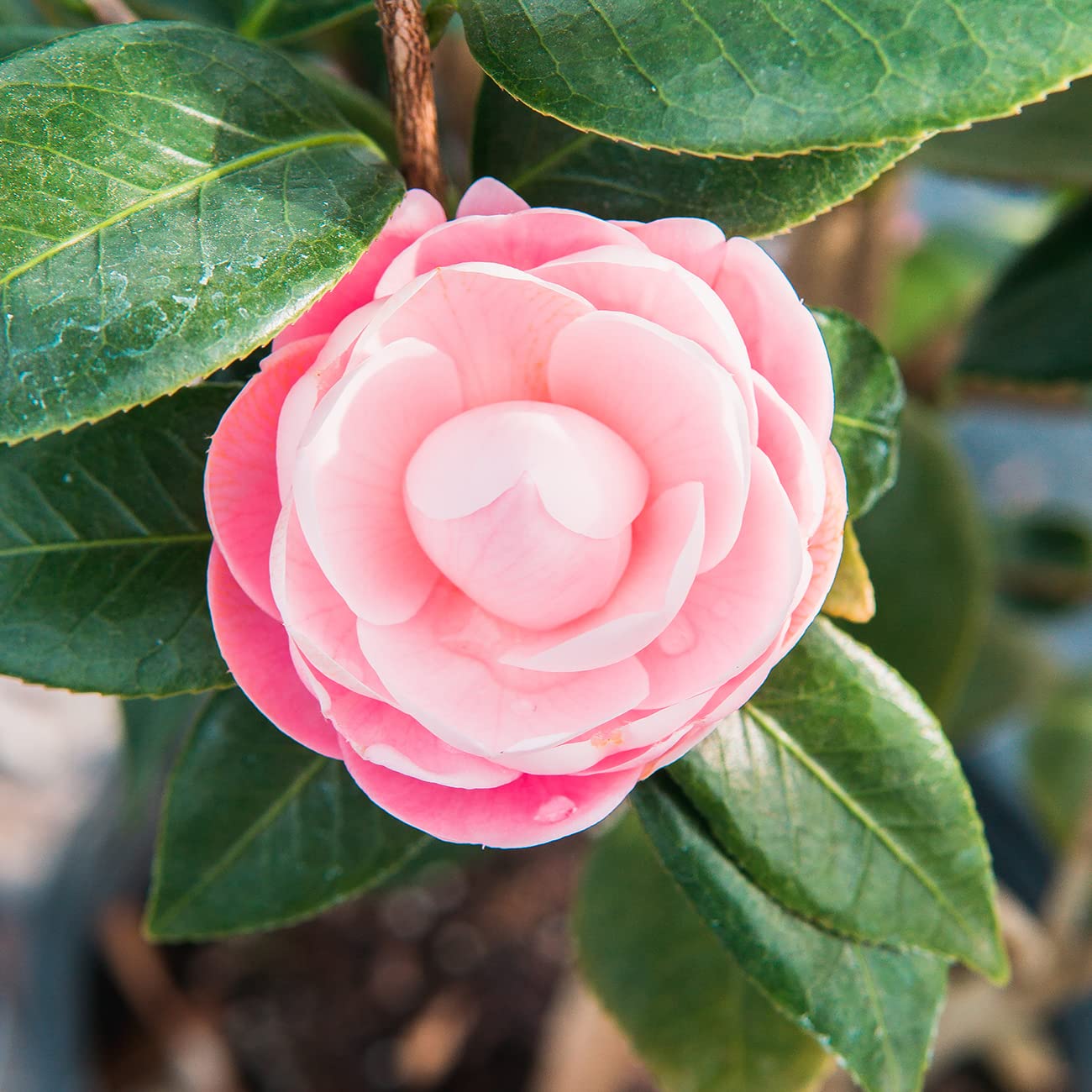 Perfect Plants Pink Perfection Camellia Bush 3 Gallon | Live Shrub for Outdoor Planting | Evergreen Foliage Stays Green All Year Long | Beautiful Pink Flowers in Spring