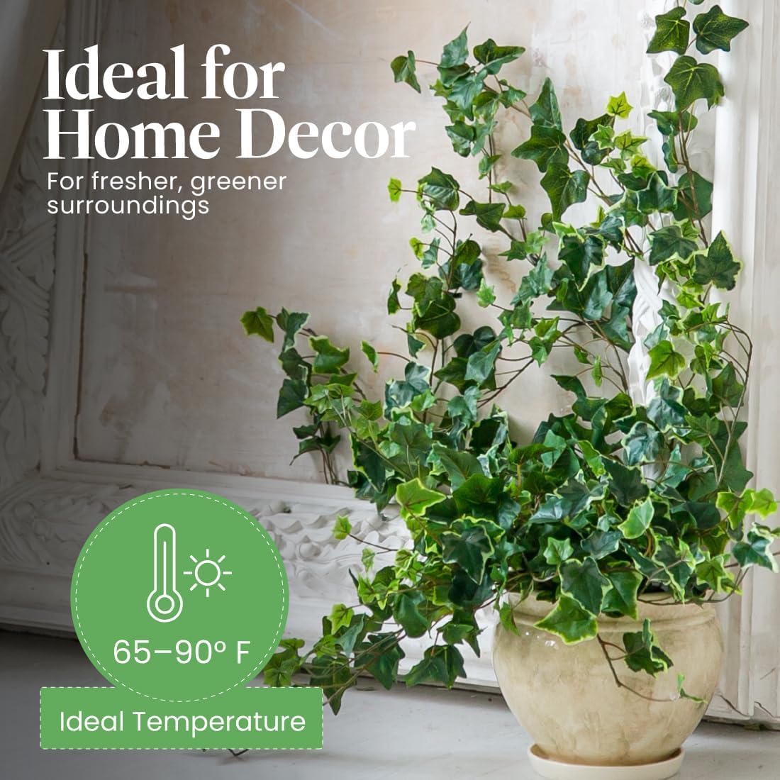 American Plant Exchange English Ivy Bundle, 2 Pack 4-Inch Pots, Green and Variegated, Vining Houseplants, Live Indoor Plants, Fast Growing, Easy to Care, Versatile Home & Garden Décor