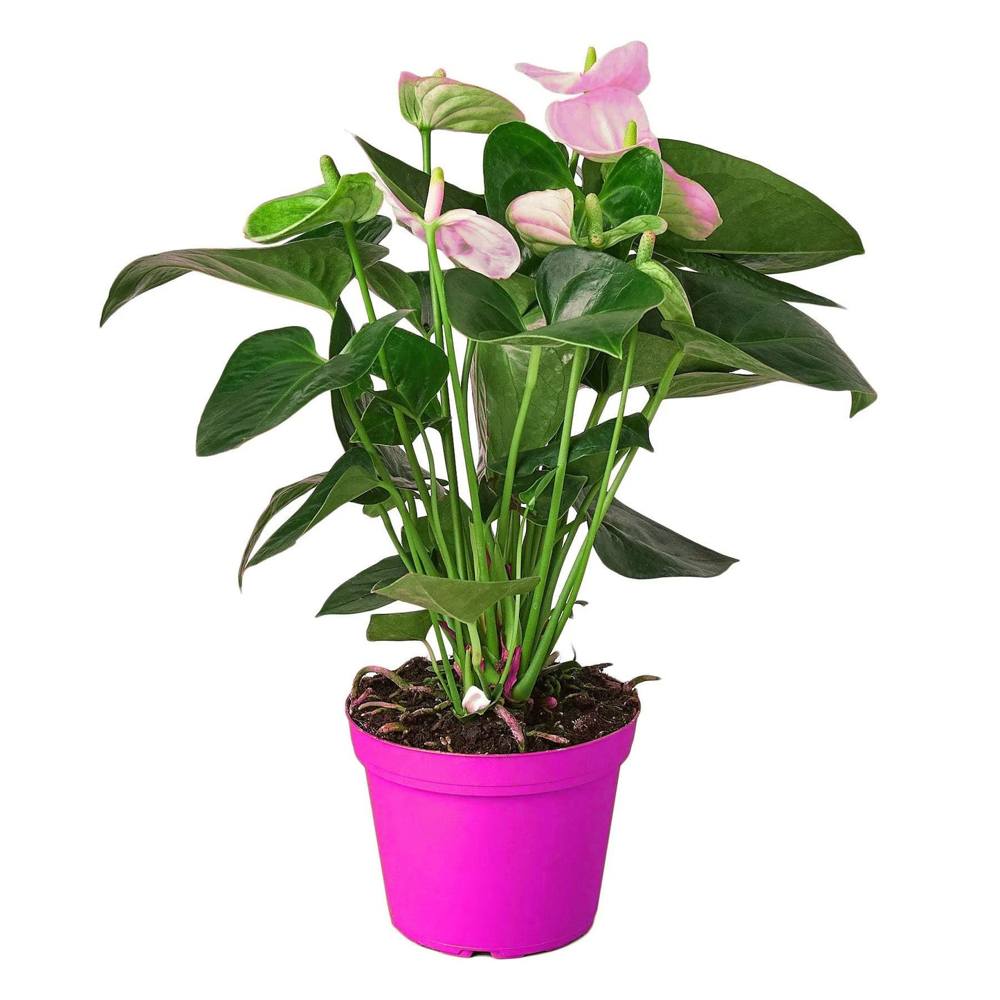 3 Pack Anthurium 'White' in 6in Pot - Live Tropical Houseplant - Easy to Grow | Variegated | USA Growers | The Snobby Leaf