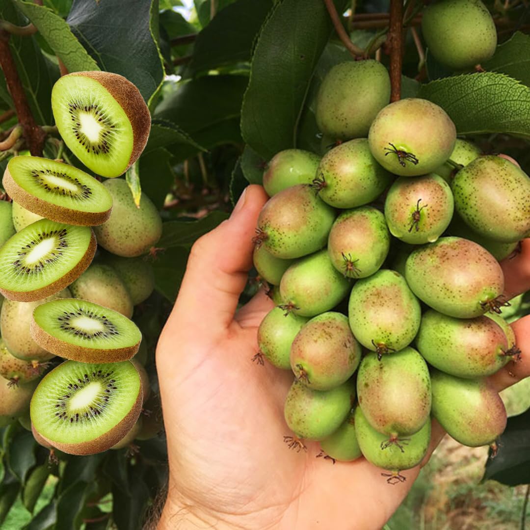 Combo 4 Kiwi Trees Vines Live Plants for Gardening, Sweet and Hardy High-Yielding Tree, Starter Size, 4 to 6 Inches in Tall, No Pot