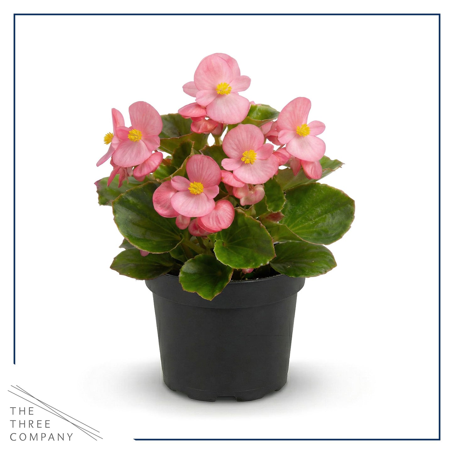 Live Begonia - Green Leaf Ambassador Pink (4 Per Pack), Beautiful Shade Annual, Ships 8" Tall by 4" Wide in 1 Pt Pot