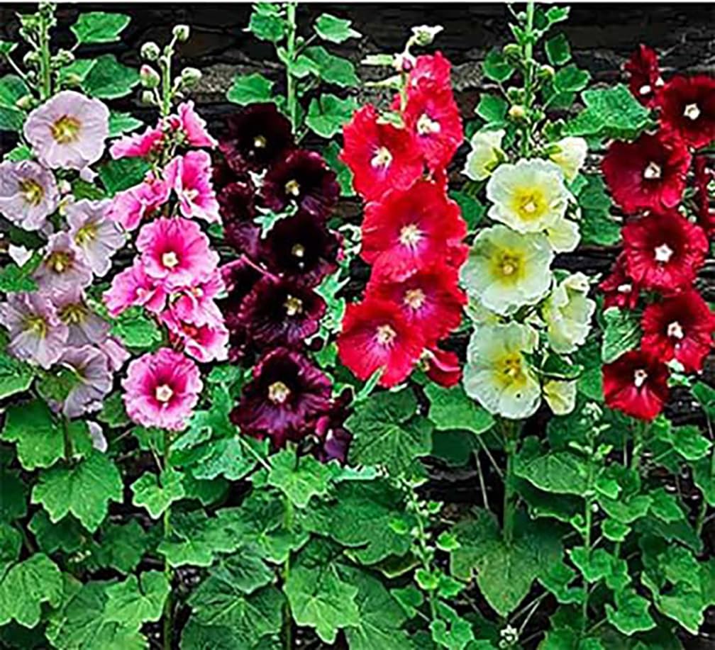 Hollyhock Single Mixed Colors - 250 Seeds - Long Blooming Period in All Zones