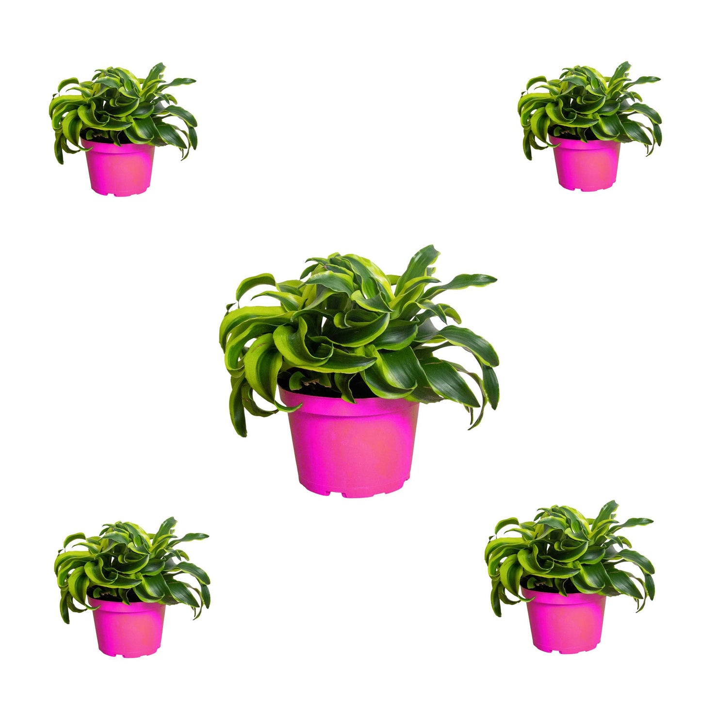 5 Pack Dracaena 'Tornado' in 4in Pot - Live Plants Tropical Houseplants | Variegated | USA Growers | The Snobby Leaf