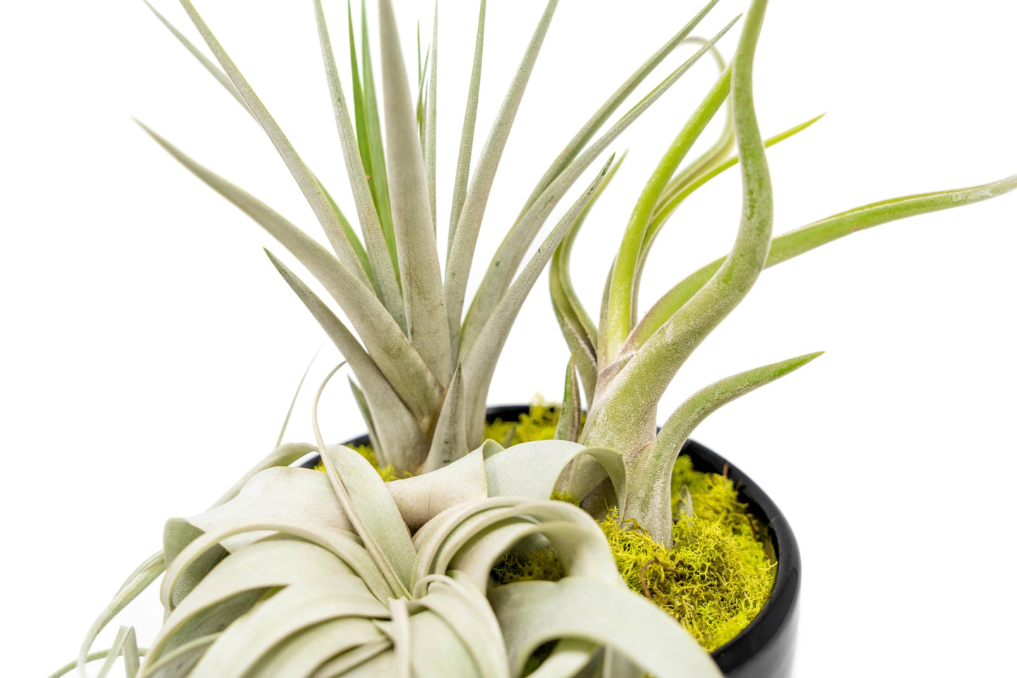 Air Plant Shop Large Assembled Air Plant Bowl Garden - Wholesale and Bulk - Succulents - Live Tillandsia - Easy Care Indoor and Outdoor House Plants (1 Xerographica and 2 Large Air Plants)