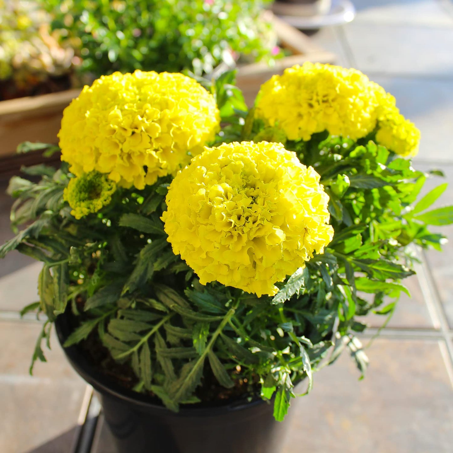 Yellow African Marigold Flower (4 Pack), Outdoor Flowering Plants, Easy Outdoor Gardening, Real Marigolds, Flowers for Garden, Porch & Patio Plants by Plants for Pets