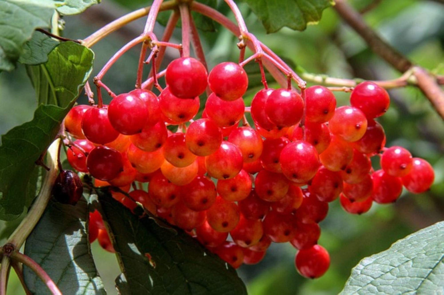 4-8" Tall Highbush Cranberry Plant, Viburnum opulus, Kalina, 1 Year Old
