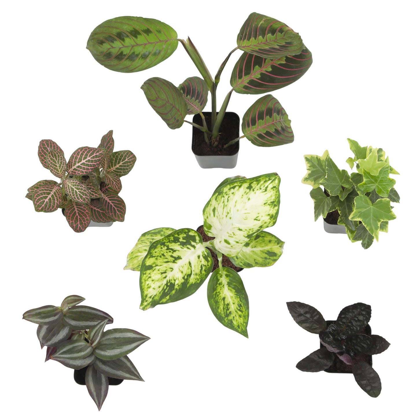 Altman Plants Live Houseplants (6PK), Indoor Plants for Delivery Prime, Live Plants and Gardening Gifts for Plant Lovers, Planters for Indoor Plants with Potting Soil, Live House Plants Indoors Live