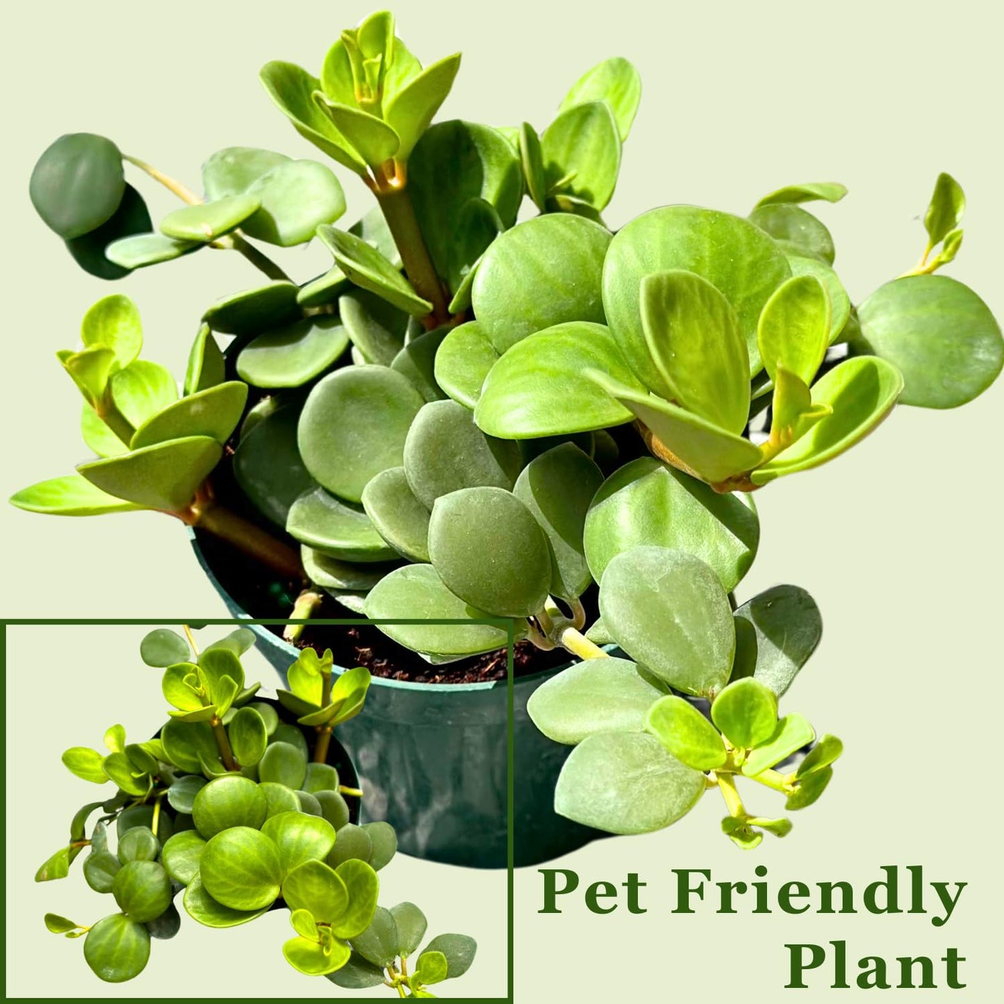 Peperomia Live Plant in 4" Pot - Peperomia Hope Live Plant - Natural Air Purifier Indoor HousePlant - Live Plants for Home Office Wedding Decor & Birthday Gift (Heat Pack Included)