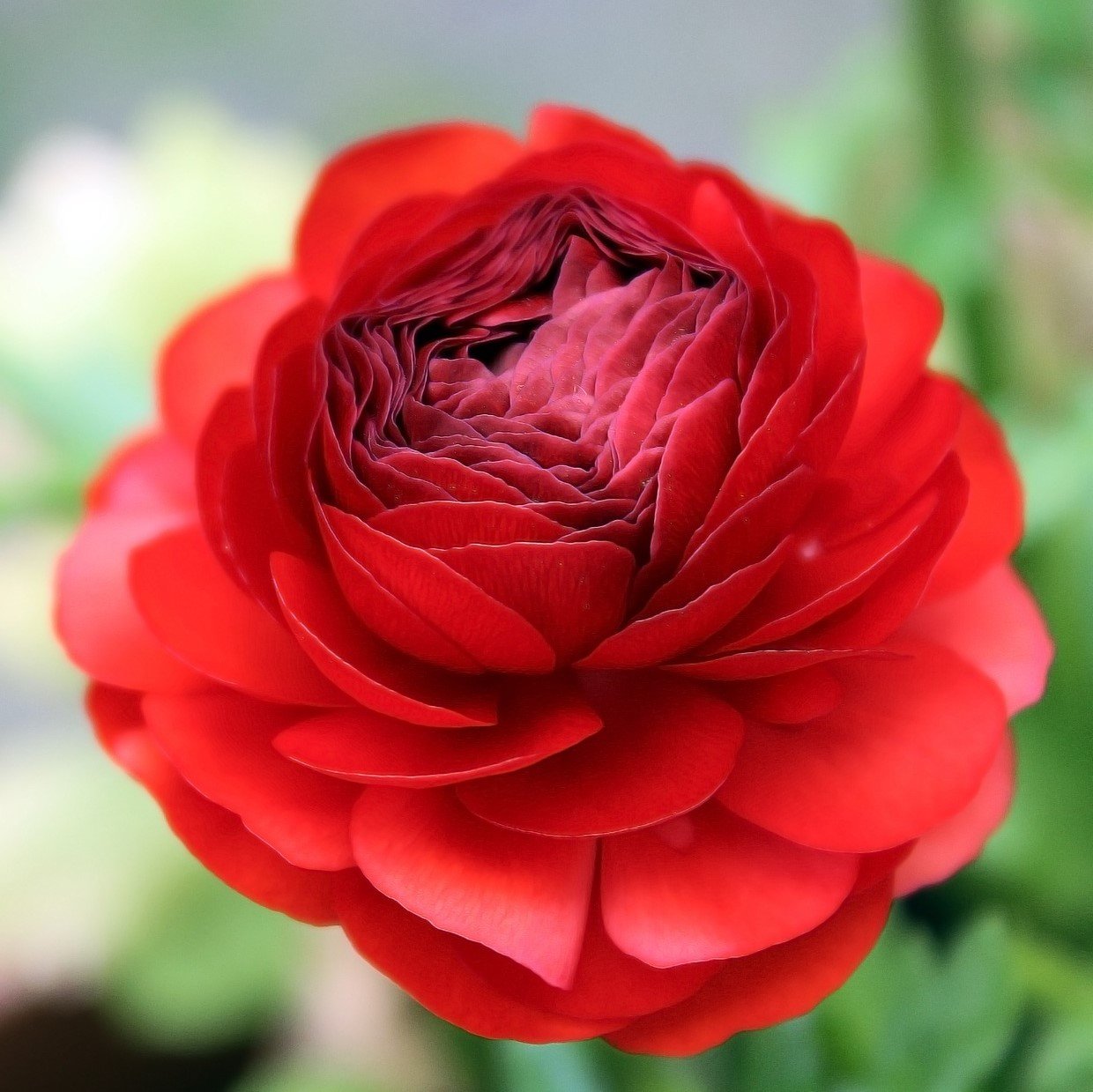 Easy to Grow Ranunculus Tecolote Red 10 Plant Bulbs - Spring Red Blooms in Sun, Carlsbad Flower Fields, Great for Cutting