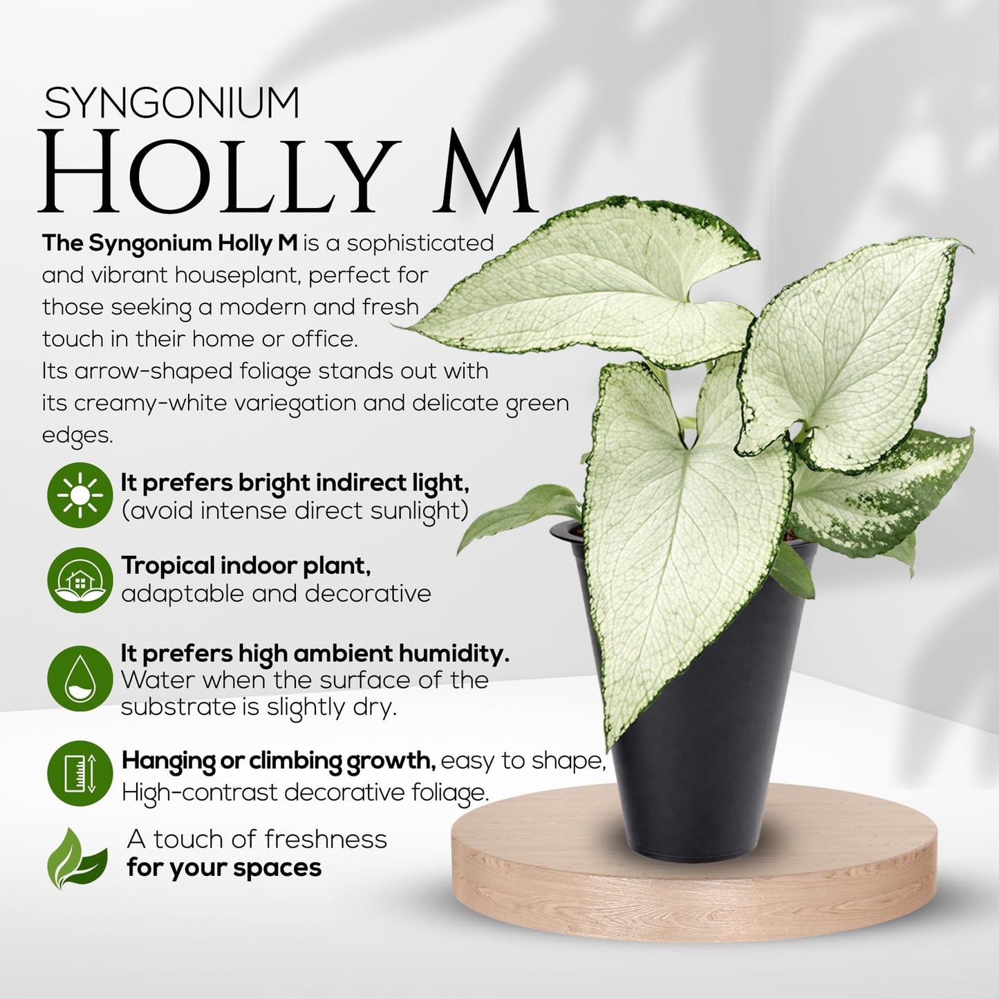 Syngonium Holly M (4 Pack) Live Starter Plants, Variegated Arrowhead Vine Houseplants, Easy Care Indoor Tropical Plants Live, Decorative Foliage Plants