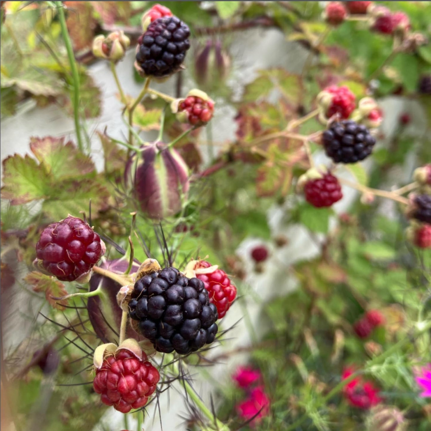 2 Boysenberry Plant Live, Edible Fruit Tree Live Plant, Sweet Berry Bush, 4-6'' Tall, Well Rooted for Outdoor Garden