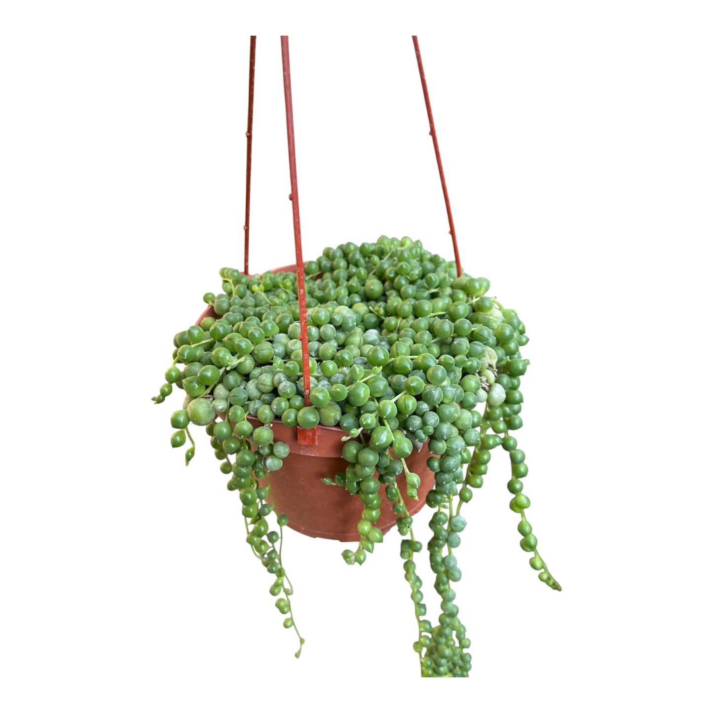 String of Pearl in A 6in Hanging Pot Live Living Plant Fully Rooted and Healthy Succulent Curio rowleyanus
