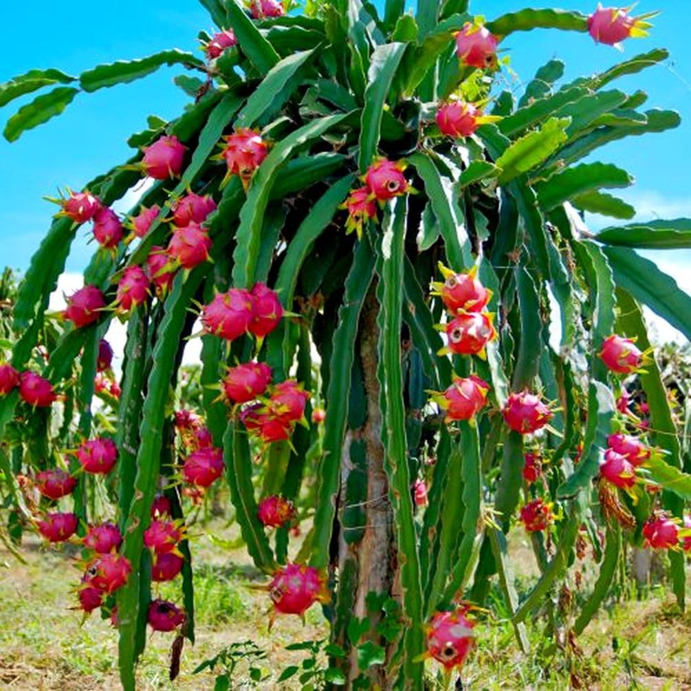 50 PCS Seeds Pitaya Bonsai Tree Plants Dragon Fruit Garden Red Meat Pitaya Seeds Heirloom